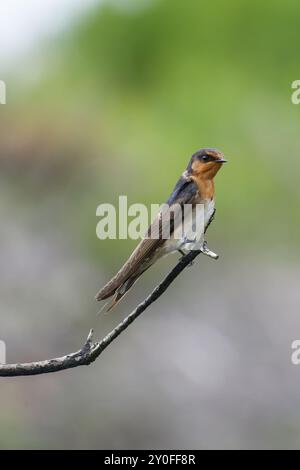 Willkommen Swallow saß auf Branch Stockfoto