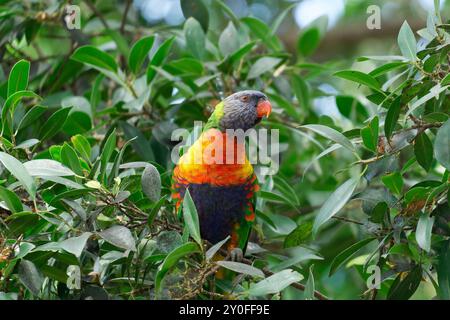 Rainbow Lorikeet auf einem Zweig in Bäumen Stockfoto