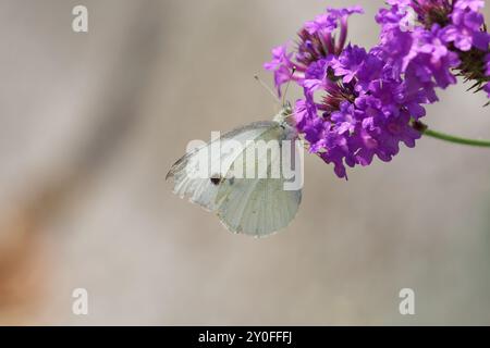 Kleiner weißer Schmetterling auf lila Blume Stockfoto