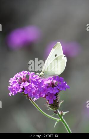 Kleiner weißer Schmetterling auf lila Blume Stockfoto