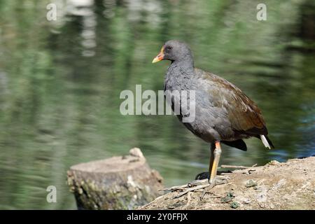 Dunkle Moorhen auf dem Barsch am Flussufer Stockfoto