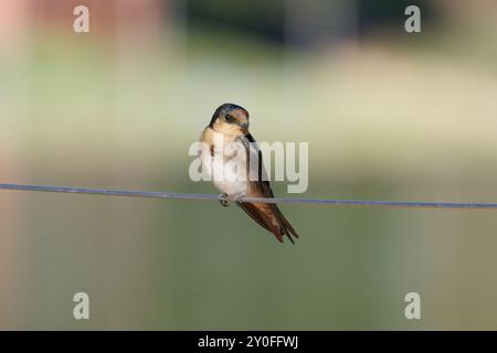 Willkommen Swallow am Draht Stockfoto