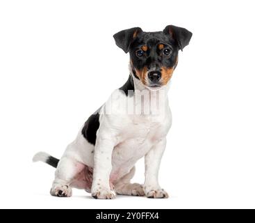 Jack russell Terrier sitzt und sieht aufmerksam aus, isoliert auf weiß Stockfoto