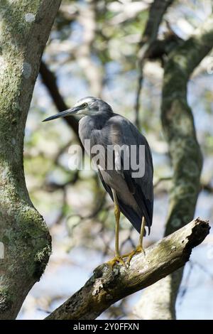 White Faced Heron auf einem Ast Stockfoto