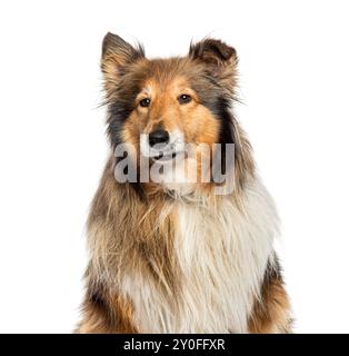 Rauer Collie-Hund sitzt und blickt in die Kamera, isoliert auf weiß Stockfoto