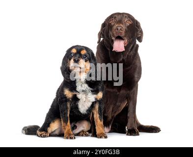 Cavalier-König charles Spaniel und ein Schokoladen-labrador-Retriever sitzen isoliert auf weiß Stockfoto