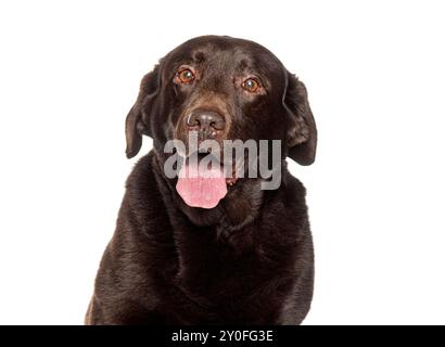 Schokoladen-labrador-Retriever, der auf weißem Hintergrund hecht und glücklich aussieht Stockfoto