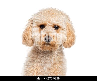 Der Kopfschuss einer Aprikose Maltipoo ist eine Kreuzung zwischen einem Pudel und einem Malteser, der auf weiß sitzt Stockfoto