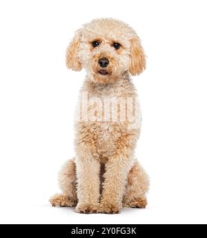 Aprikose Maltipoo ist eine Kreuzung zwischen einem Pudel und einem Malteser, sitzend, isoliert auf weiß Stockfoto