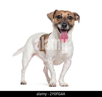 Jack-russell-Terrier hecht und steht auf weißem Hintergrund Stockfoto