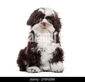 Kleiner Shih-Tzu-Welpe mit braunem und weißem Fell, der auf weißem Hintergrund in die Kamera blickt Stockfoto