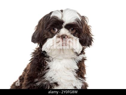 Niedlicher Shih-Tzu-Hund auf weißem Hintergrund, der in die Kamera schaut Stockfoto