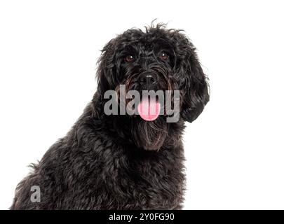 Niedliches schwarzes Labradoodle, das keucht und den Betrachter anblickt Stockfoto