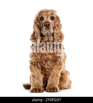 Erwachsener englischer Cocker Spaniel, der auf weißem Hintergrund sitzt Stockfoto