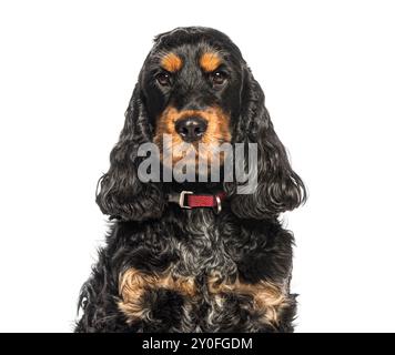 Süßer englischer Cocker Spaniel-Hündchen mit rotem Kragen auf weißem Hintergrund Stockfoto