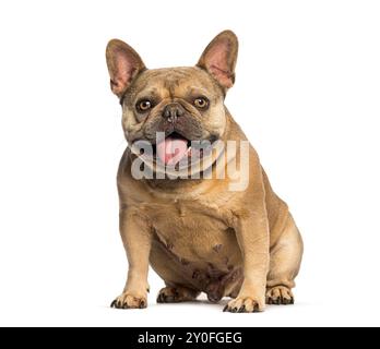 Glückliche französische Bulldogge, die auf dem Boden sitzt, die Zunge rausstreckt und keucht Stockfoto