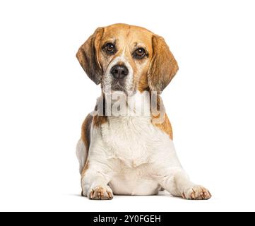 Beagle, der sich hinlegt und auf die Kamera blickt, isoliert auf weiß Stockfoto