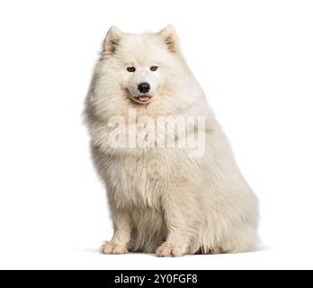 Der schöne samoidenhund sitzt auf weißem Hintergrund, streckt die Zunge aus und keucht Stockfoto