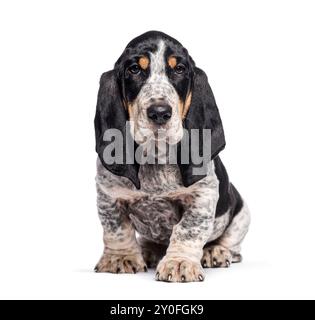 Zwei Monate alter Blue gascoy Basset Welpe sitzt auf dem Boden und blickt in die Kamera, isoliert auf weiß Stockfoto