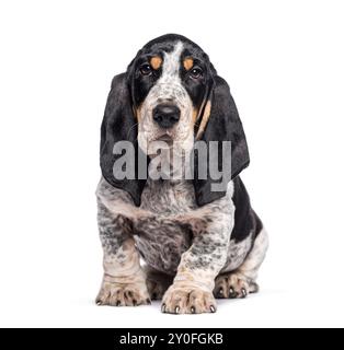 Zwei Monate alter Blue gascoy Basset Welpe sitzt auf dem Boden und blickt in die Kamera, isoliert auf weiß Stockfoto