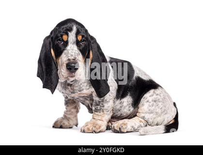 Zwei Monate alter Blue gascogne Basset Welpe sitzt und sieht traurig oder schuldig aus, isoliert auf weiß Stockfoto