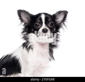 Kopfschuss eines Bicolor schwarz-weißen jungen Chihuahua Ohren oben, isoliert auf weiß Stockfoto