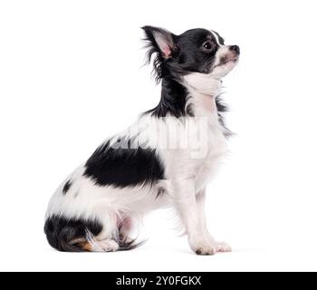 Seitenansicht eines Bicolor schwarz-weißen jungen Chihuahua sitzend und aufblickend, isoliert auf weiß Stockfoto