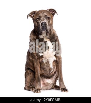 Ein großer Hund sitzt und blickt auf die Kamera, isoliert auf weiß Stockfoto