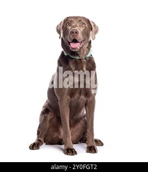 Schokoladen-labrador-Retriever-Hund mit Kragen sitzend und mit offenem Mund hechend aufblickend Stockfoto