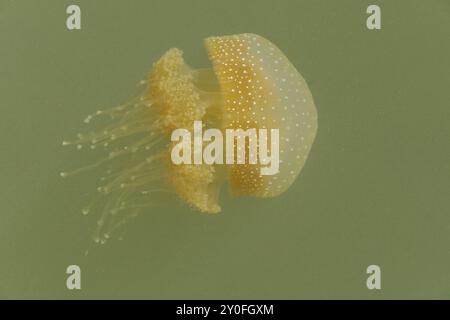 Australische gefleckte Qualle in trübem Wasser Stockfoto