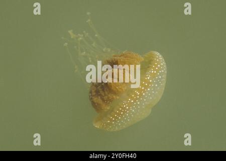 Australische gefleckte Qualle in trübem Wasser Stockfoto