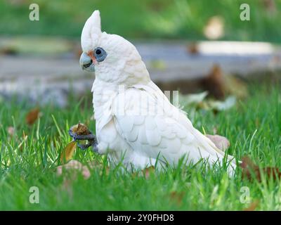 Kleiner Corella, der sich im Gras ernährt Stockfoto