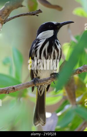 New Holland Honeyeater in der Niederlassung Stockfoto