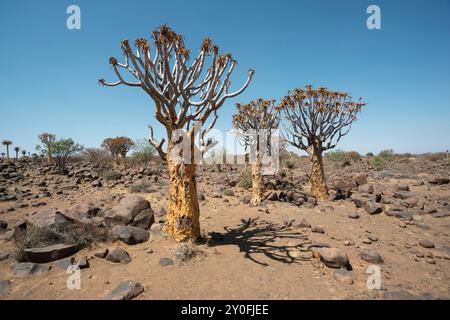 Mächtige Köcherbäume in der Wüste an heißen sonnigen Tagen Stockfoto