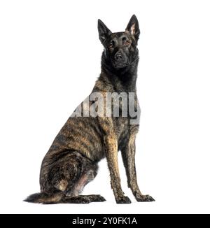 Der niederländische Schäferhund sitzt und blickt weg, isoliert auf weiß Stockfoto