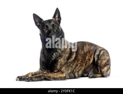 Niederländischer Schäferhund, der auf weißem Hintergrund auf die Kamera blickt Stockfoto