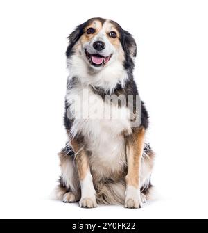 Border Collie sitzt und sieht glücklich aus mit der Zunge Stockfoto