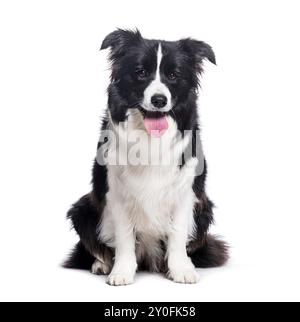 Happy Black and White Border Collie, der keuchelt und in die Kamera blickt, isoliert auf weiß Stockfoto