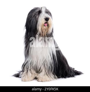Bärtiger Collienhund sitzt und blickt mit der Zunge auf weißem Hintergrund nach oben Stockfoto