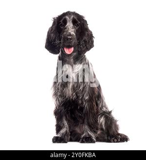 Englischer Cocker Spaniel, der sich stachelt, sitzt und in die Kamera schaut, isoliert auf weiß Stockfoto