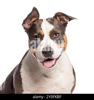 Kopfaufnahme eines Staffordshire Bull Terrier, der in die Kamera schaut, isoliert auf weiß Stockfoto