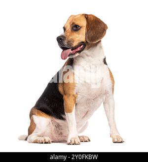 Beagle-Hund sitzt, hecht und blickt weg, isoliert auf weiß Stockfoto