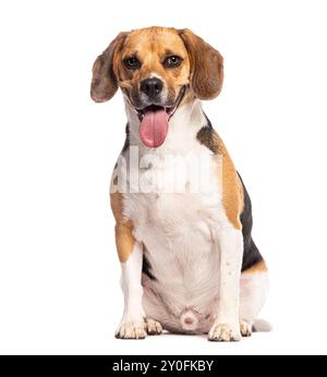 Glücklicher Beagle, der mit der Zunge nach außen sitzt, in die Kamera blickt und keucht, isoliert auf weiß Stockfoto
