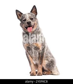 Glücklicher australischer Rinderhund, der auf weißem Hintergrund sitzt und die Zunge ausstreckt Stockfoto