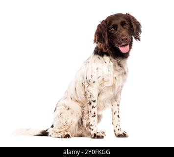 Glücklicher kleiner Munsterlander Zeiger Hund, der keucht und auf einem weißen Hintergrund sitzt Stockfoto