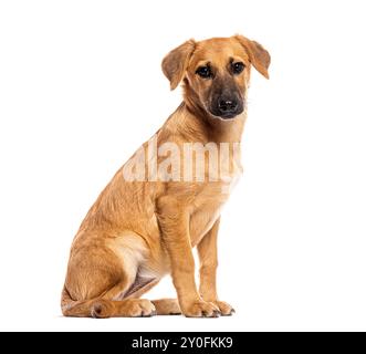 Brauner Welpe sitzt und blickt in die Kamera Stockfoto