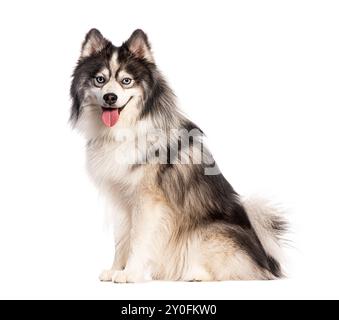 Finnischer Lapphund, der vor der Kamera schaut, während er auf weißem Hintergrund sitzt Stockfoto