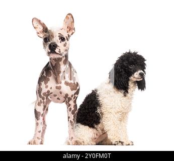 Ein haarloser Hund steht und ein schwarz-weißer Pudel sitzt auf weißem Hintergrund Stockfoto