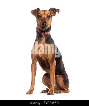 Brauner und schwarzer, kurzhaariger Miniatur-Pinscher-Hund mit rotem Kragen auf weißem Hintergrund Stockfoto