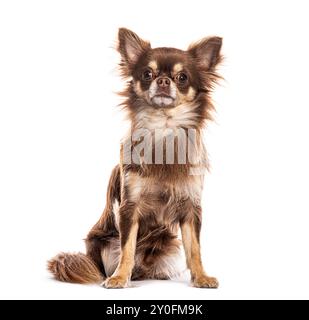 Langhaariger chihuahua-Hund sitzt und blickt in die Kamera Stockfoto